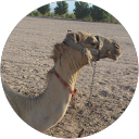 David H. profile picture
